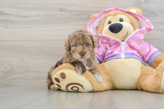 Little Poodle Purebred Pup