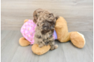 Poodle Pup Being Cute