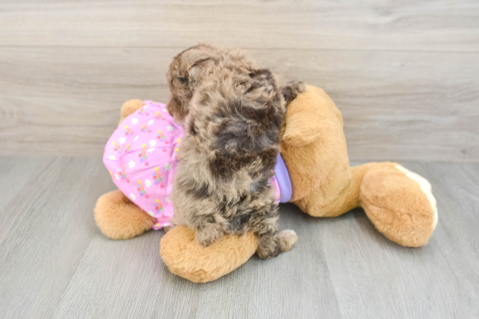Poodle Pup Being Cute