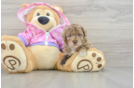 Hypoallergenic Poodle Purebred Pup