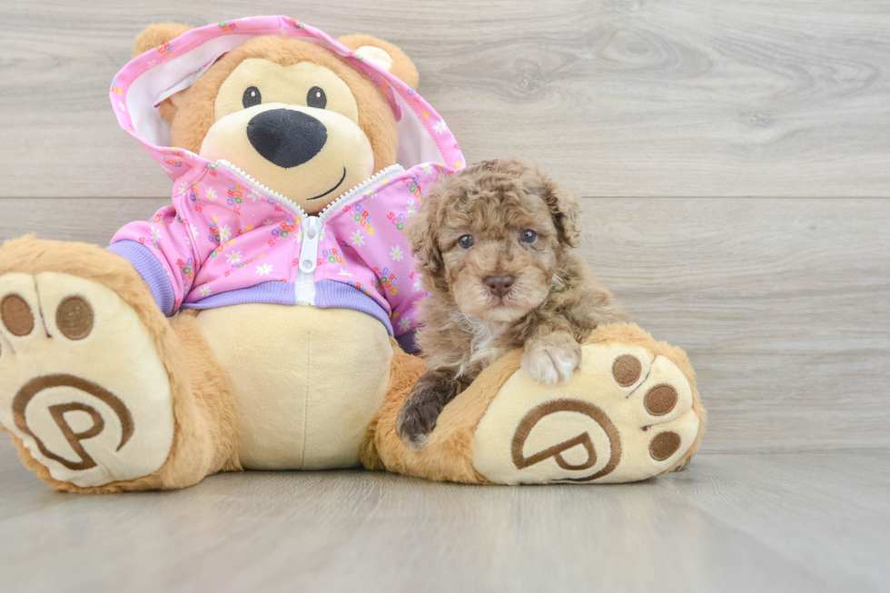 Hypoallergenic Poodle Purebred Pup