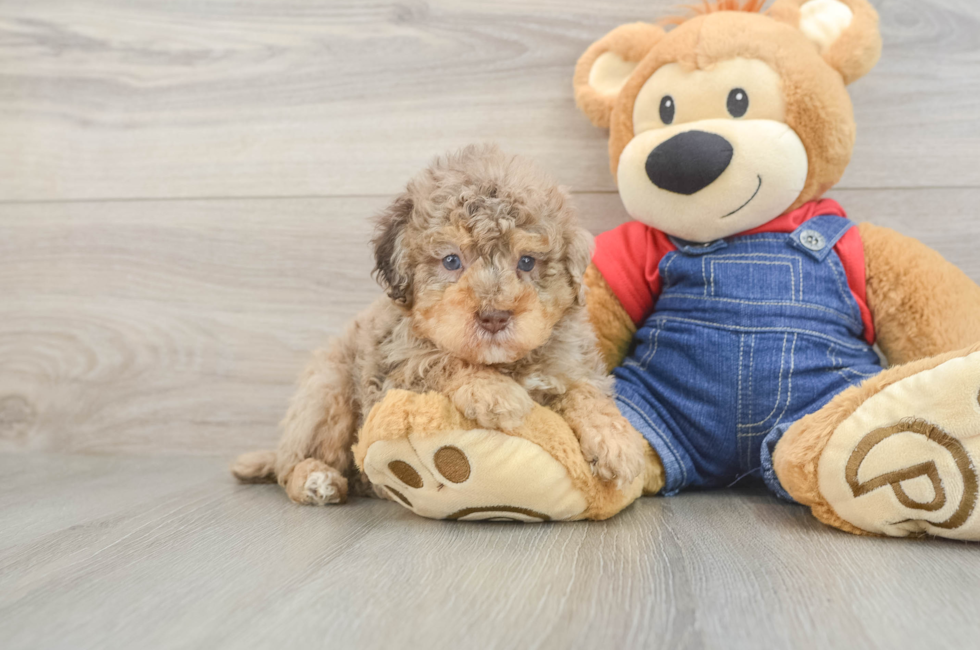 6 week old Poodle Puppy For Sale - Premier Pups
