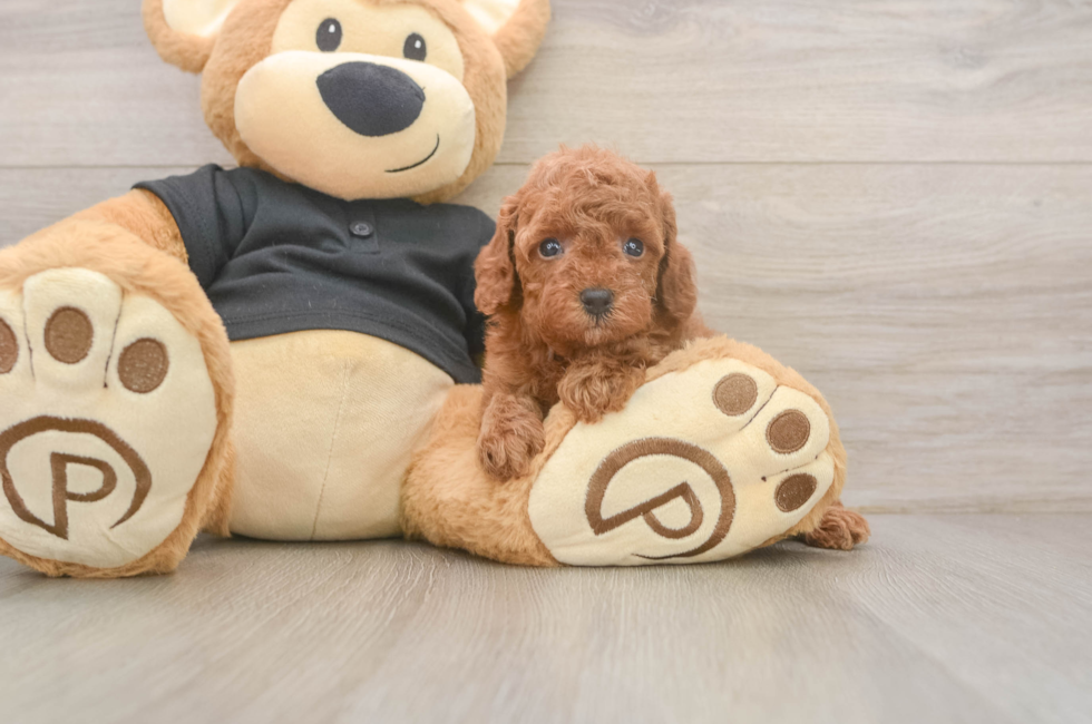 5 week old Poodle Puppy For Sale - Premier Pups