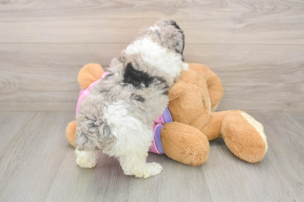 Friendly Poodle Baby