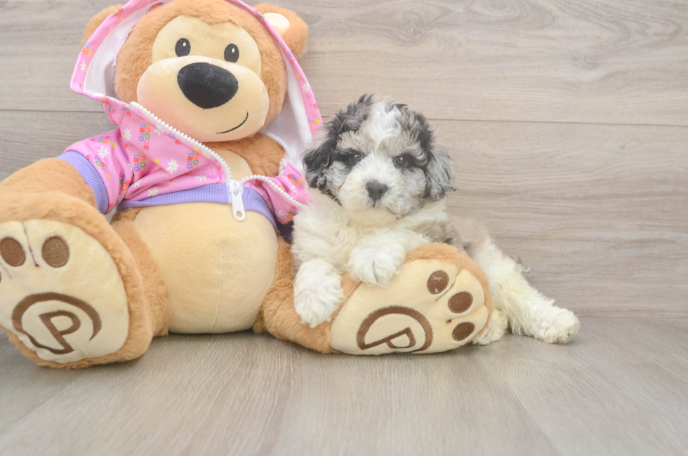 5 week old Poodle Puppy For Sale - Premier Pups