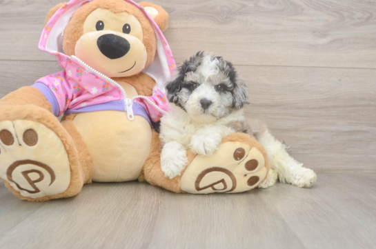 Smart Pooodle Purebred Puppy