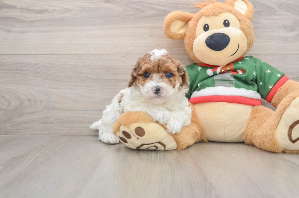 5 week old Poodle Puppy For Sale - Premier Pups