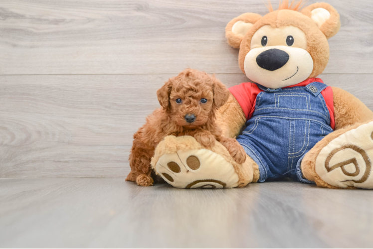 Poodle Pup Being Cute