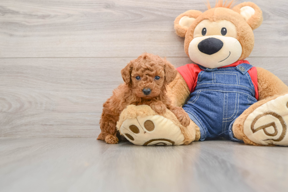 Poodle Pup Being Cute