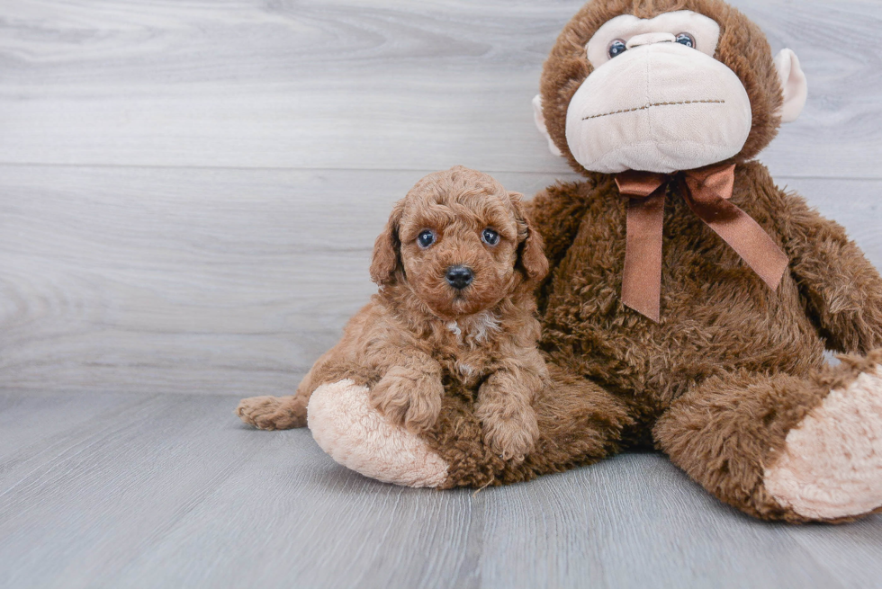 Poodle Pup Being Cute