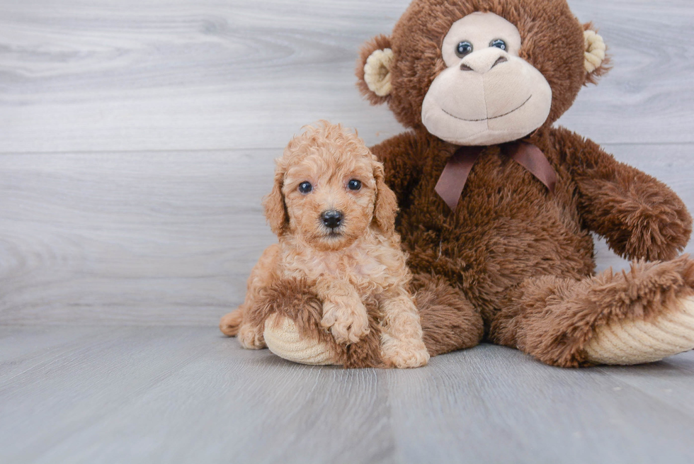 Adorable Pudle Purebred Puppy