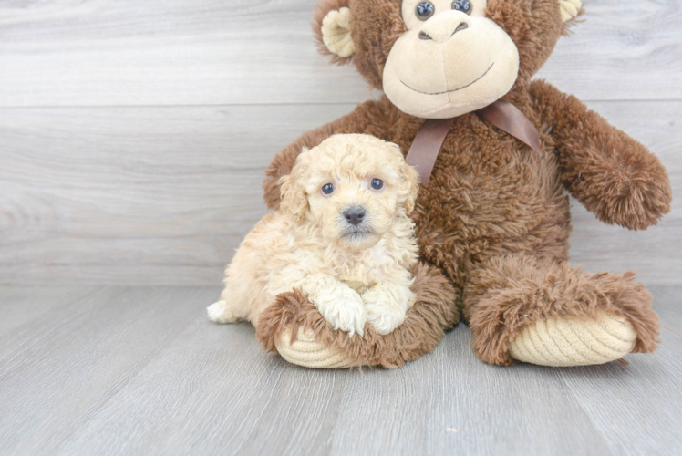 Playful Poodle Purebred Pup