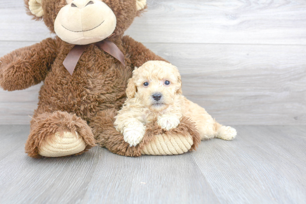 Akc Registered Poodle Purebred Pup