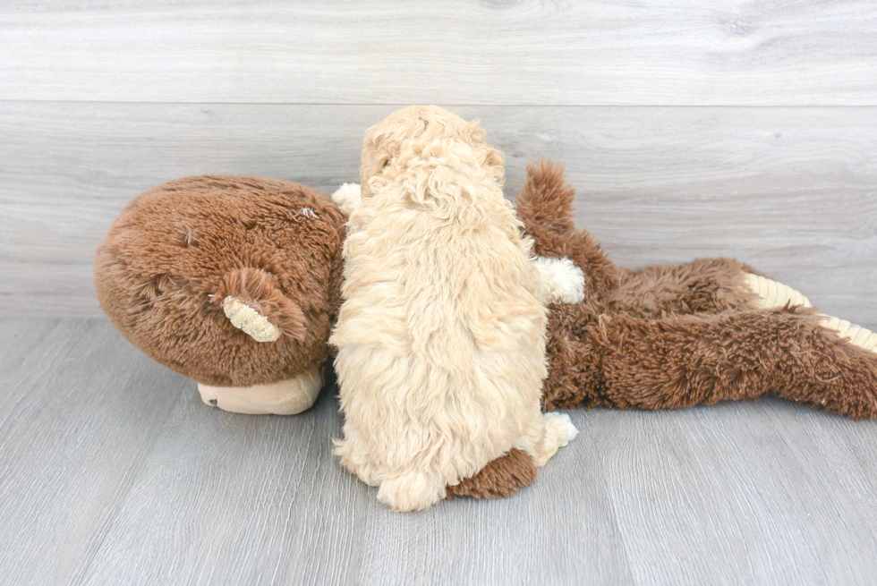 Playful Poodle Baby