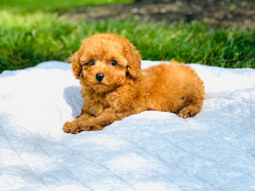 Sweet Pudle Purebred Puppy