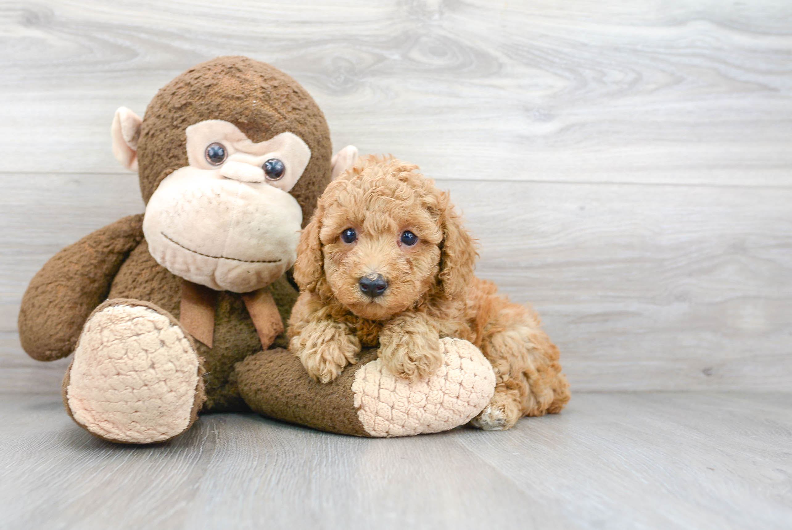 Poodle Puppy for Adoption