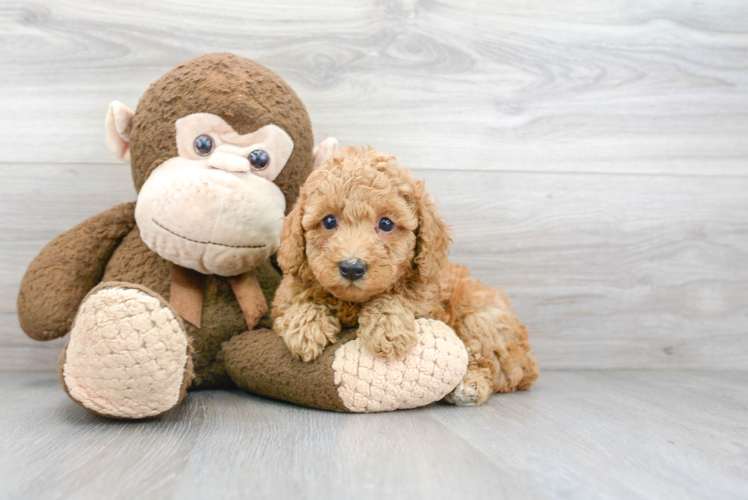 Poodle Puppy for Adoption