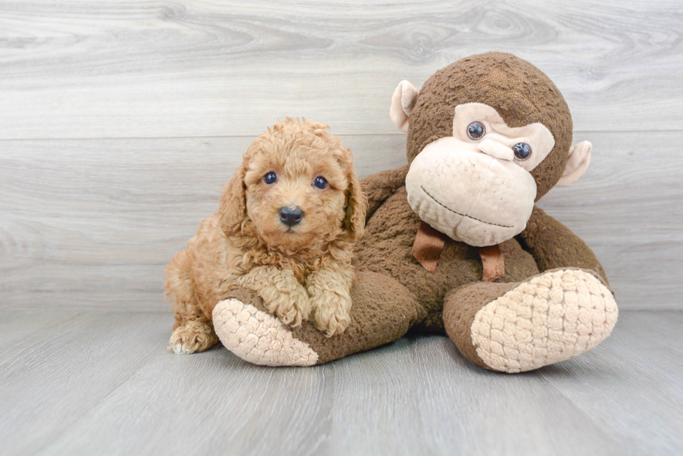 Best Poodle Baby