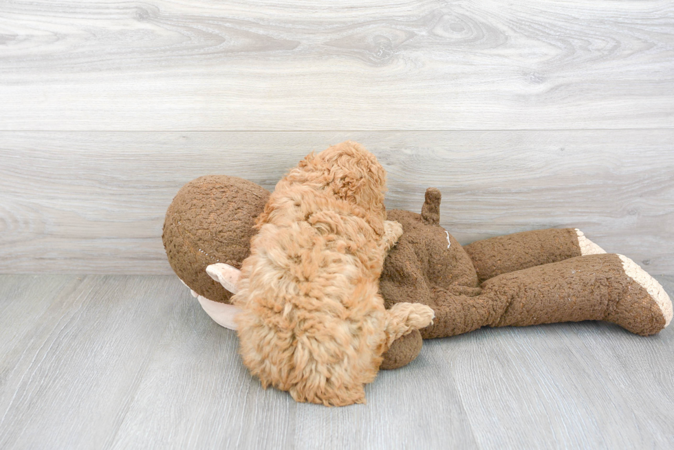 Best Poodle Baby