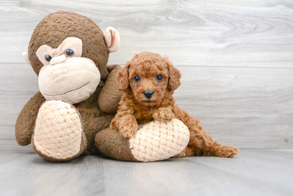 Poodle Pup Being Cute