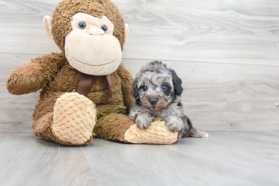 Poodle Pup Being Cute