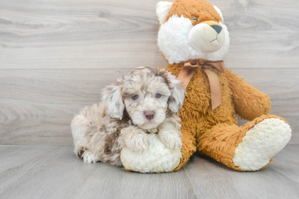 Poodle Pup Being Cute