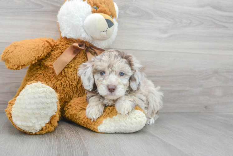 Little Poodle Purebred Pup