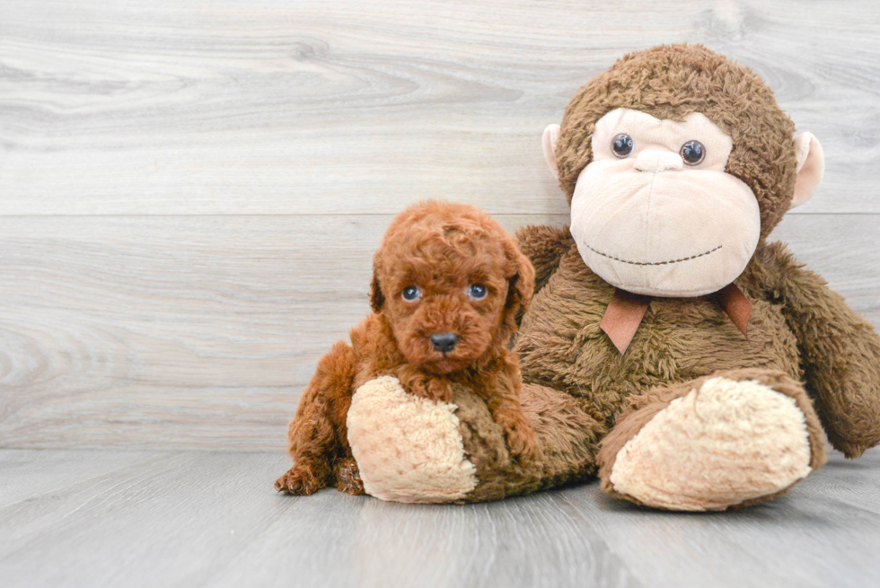 Poodle Pup Being Cute