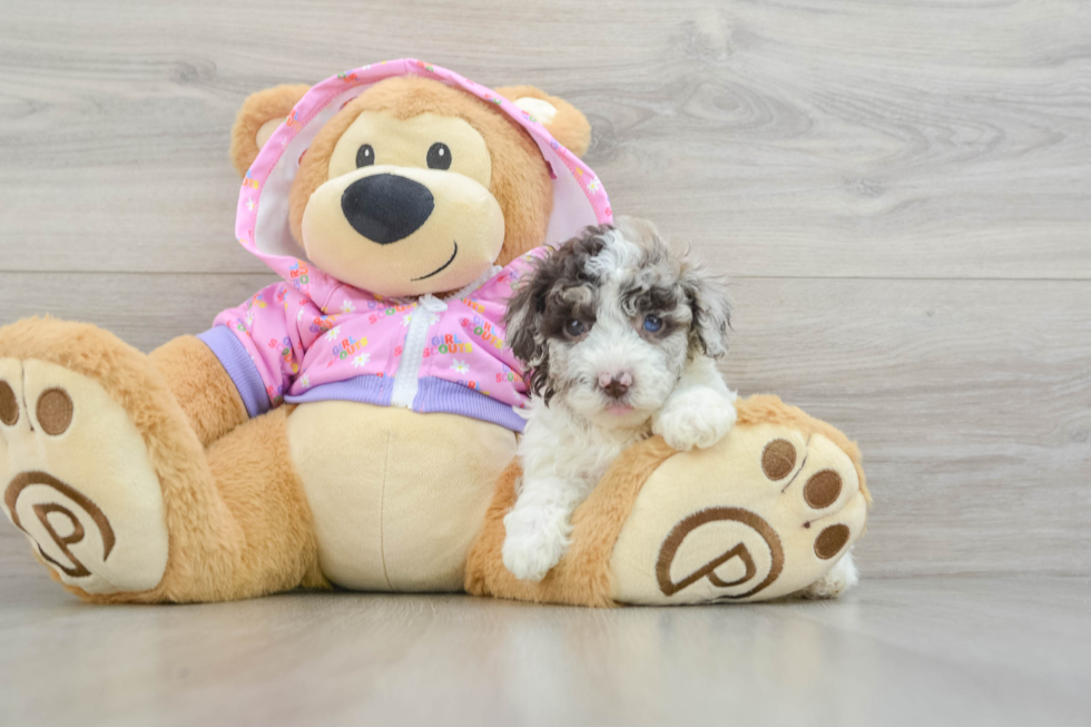 Poodle Puppy for Adoption