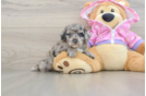 Hypoallergenic Poodle Baby
