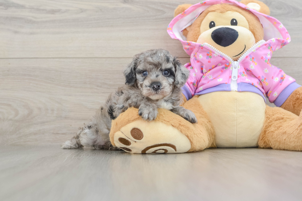 Hypoallergenic Poodle Baby