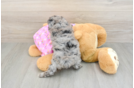 Poodle Puppy for Adoption