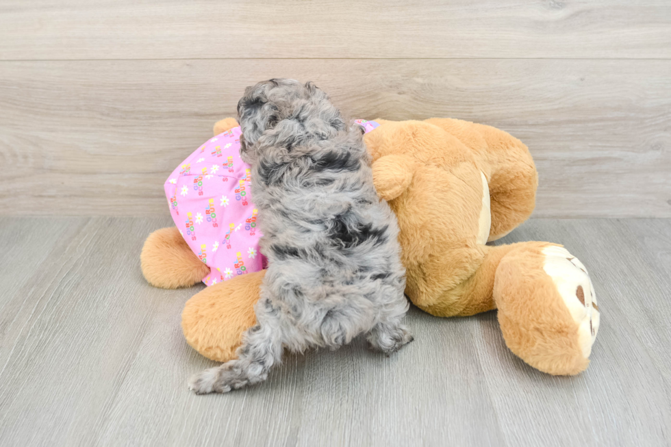 Poodle Puppy for Adoption