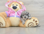 5 week old Poodle Puppy For Sale - Premier Pups