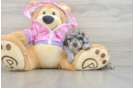 Small Poodle Purebred Pup