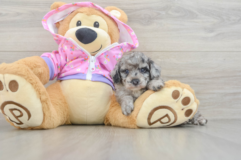 Small Poodle Purebred Pup
