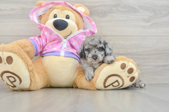 Small Poodle Purebred Pup