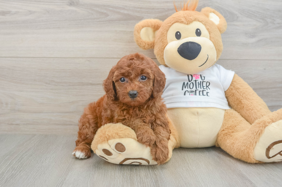 6 week old Poodle Puppy For Sale - Premier Pups