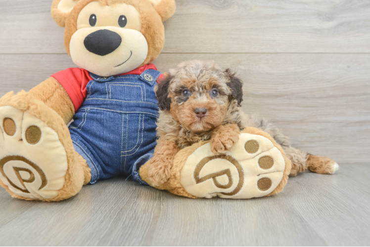 Poodle Puppy for Adoption