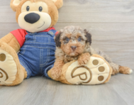 7 week old Poodle Puppy For Sale - Premier Pups