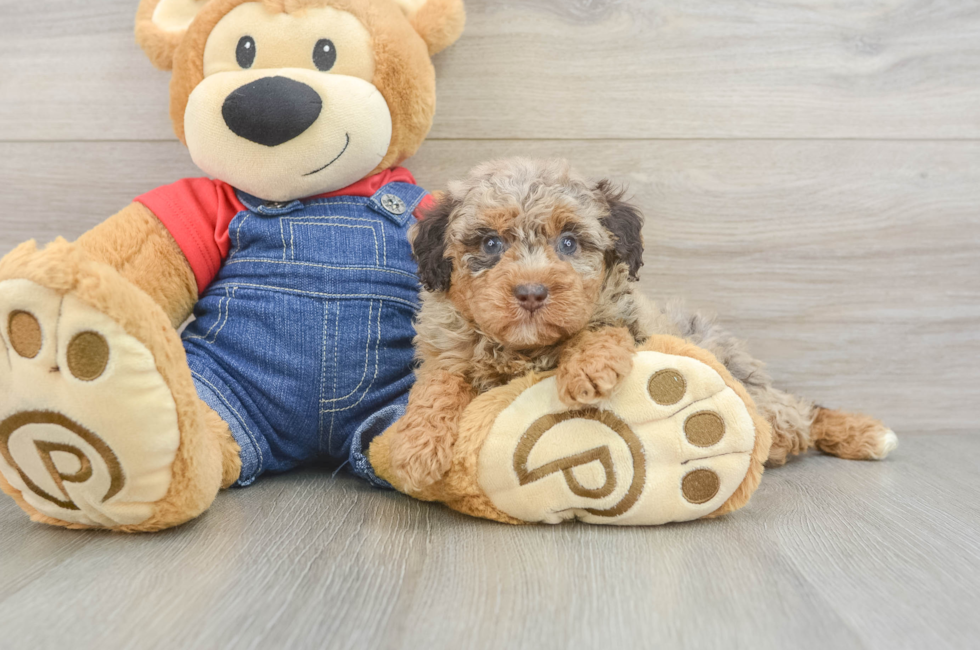 6 week old Poodle Puppy For Sale - Premier Pups