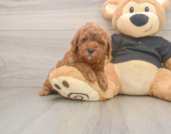 6 week old Poodle Puppy For Sale - Premier Pups