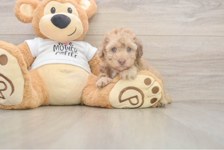 Little Poodle Baby