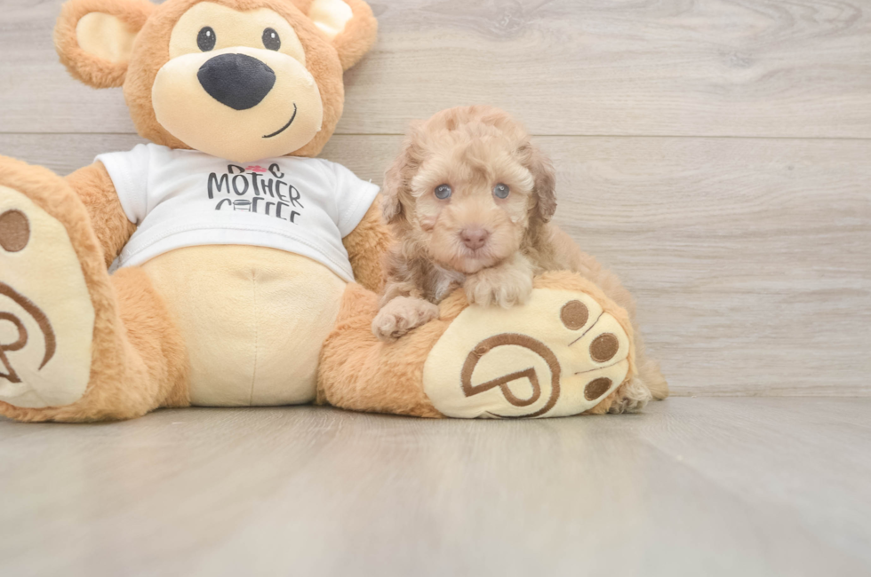 5 week old Poodle Puppy For Sale - Premier Pups