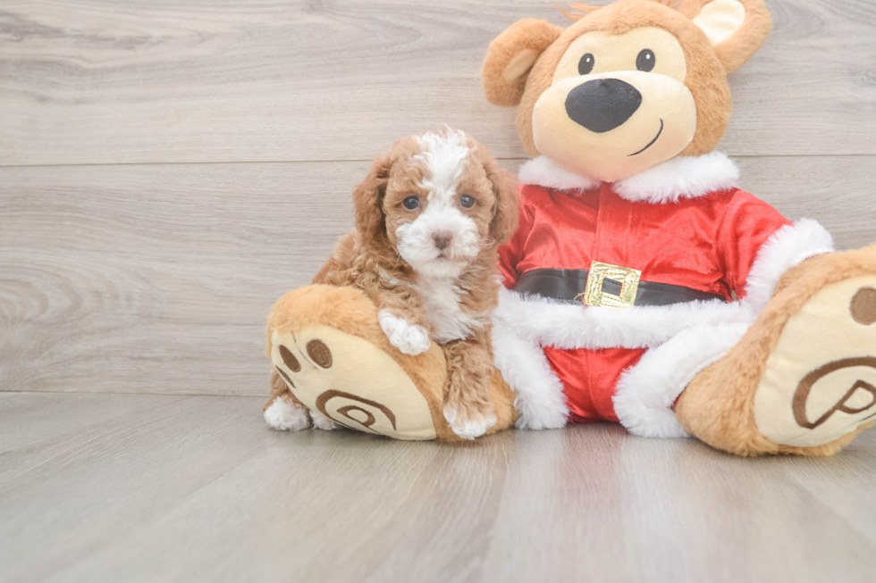 Friendly Poodle Purebred Pup