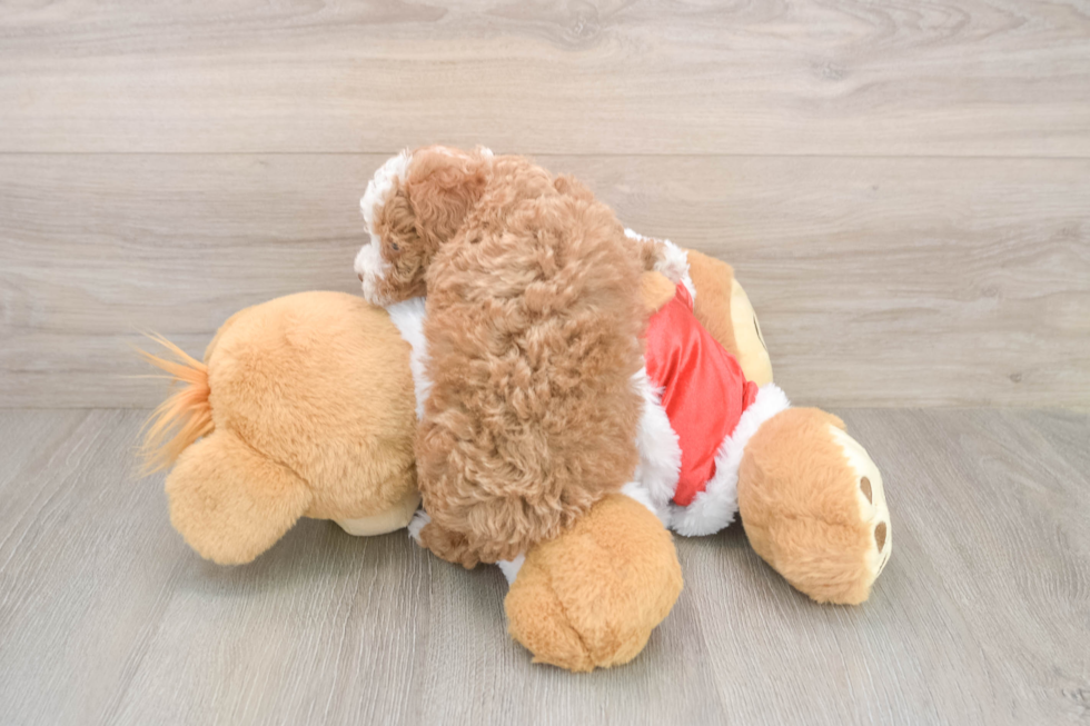 Smart Pudel Purebred Puppy