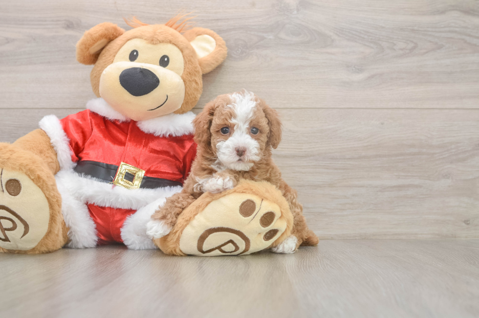 5 week old Poodle Puppy For Sale - Premier Pups