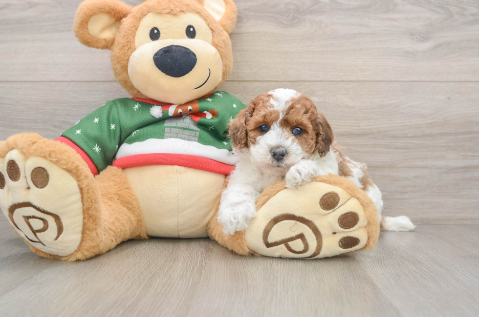 5 week old Poodle Puppy For Sale - Premier Pups