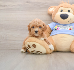6 week old Poodle Puppy For Sale - Premier Pups