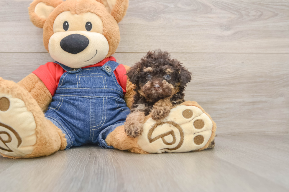 Playful Poodle Purebred Pup